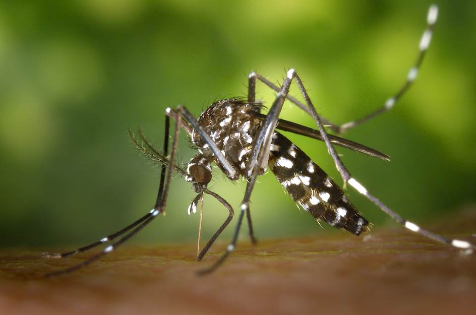 Curcumina pode ser promissora contra a zika e a chicungunha