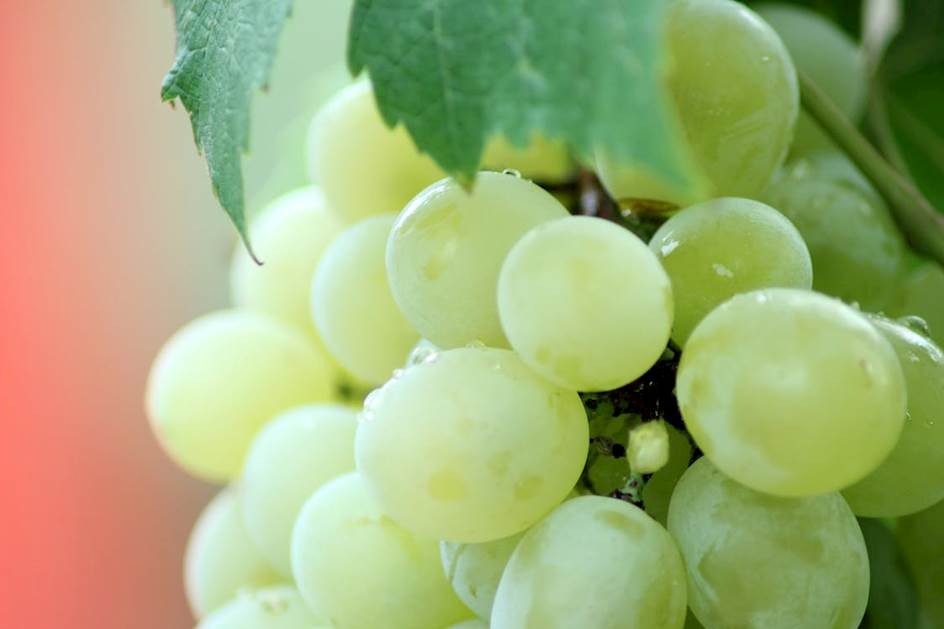 Extrato de semente de uva e resveratrol podem prevenir o câncer de cólon